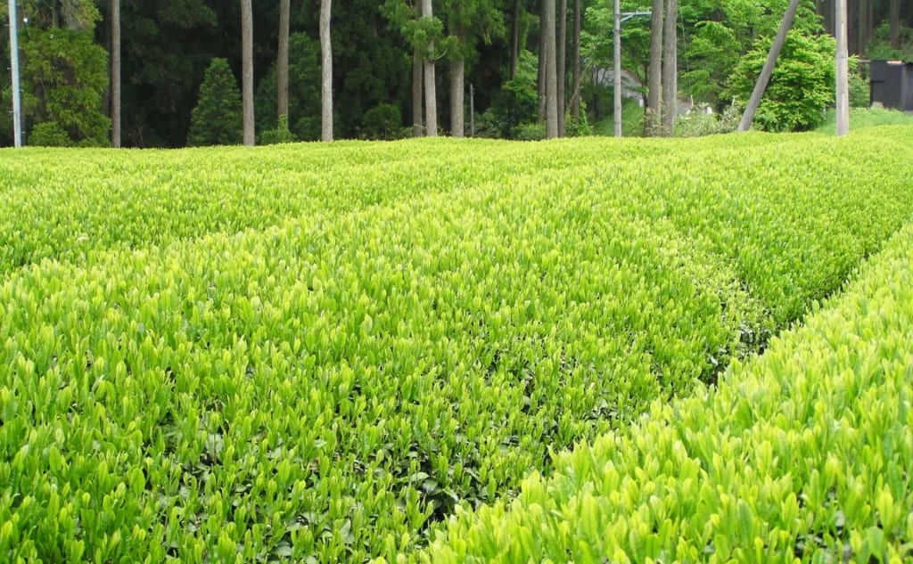 元祖 茶だんご｜本場・宇治だからこそ味わえる「総本家 大茶萬」極上抹茶のこだわり