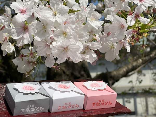 銘菓「三島ざくら」と桜の花