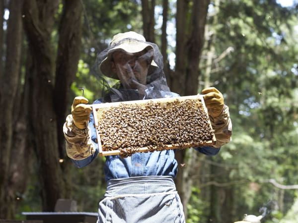 和泉市の養蜂家さん写真