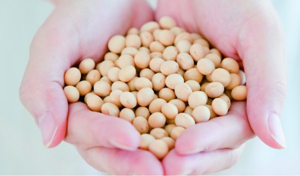 フェーブ自由が丘本店　豆