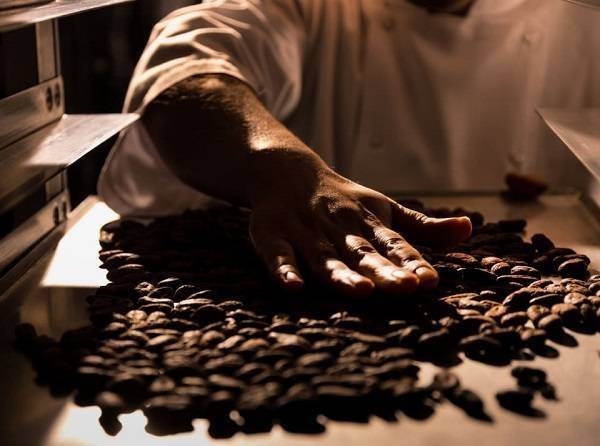 LES CACAOS　カカオ豆